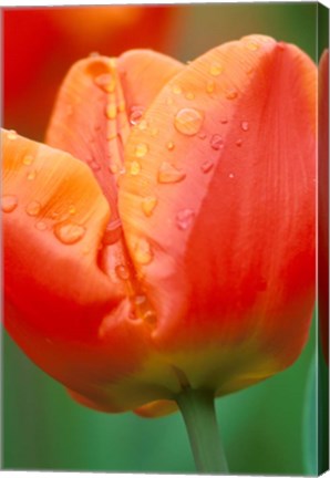 Framed Tulip Detail, Skagit Co, Wa Print