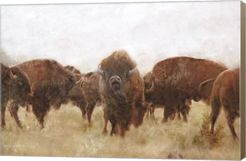 Framed Buffalo Print