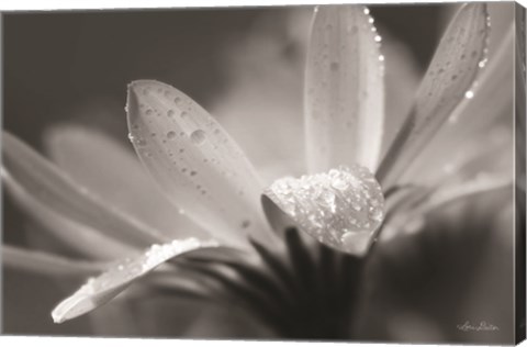 Framed Daisy Print