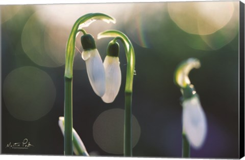 Framed Snowdrops I Print