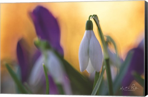 Framed Snowdrop at Sunset Print