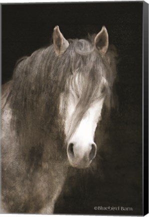 Framed Gypsy Vanner Mystique Print