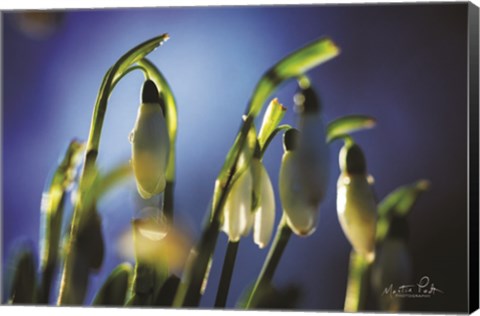 Framed Snowdrops V Print