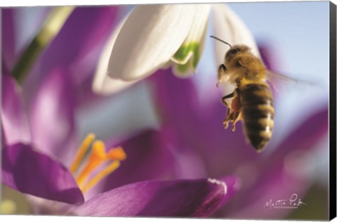 Framed Bee I Print