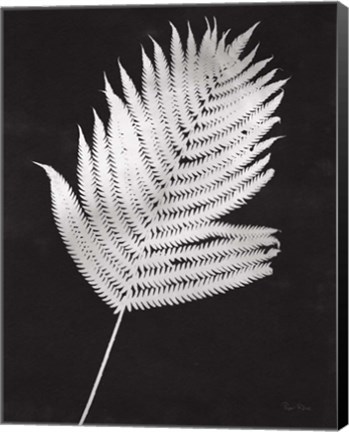 Framed Nature by the Lake Ferns III Black Crop Print