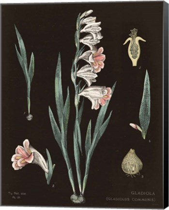 Framed Gladiola Chart Cool Print