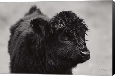 Framed Scottish Highland Cattle XI BW Print