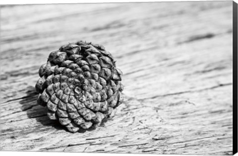 Framed Pinecone Print