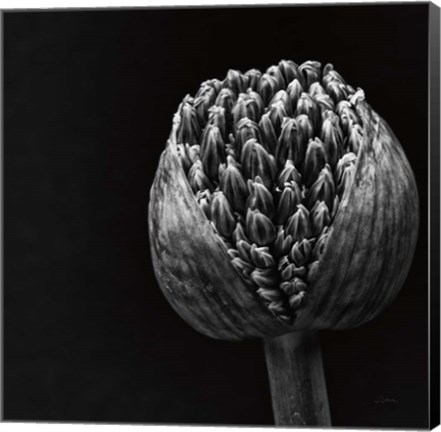 Framed Allium II Print