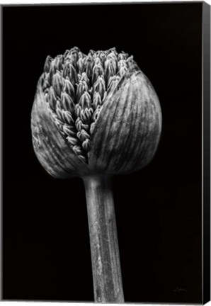 Framed Allium I Print