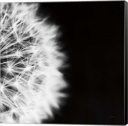 Framed Dandelion on Black II Print