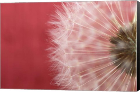 Framed Dandelion on Red III Print