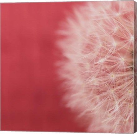 Framed Dandelion on Red II Print