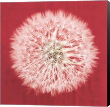 Framed Dandelion on Red I Print