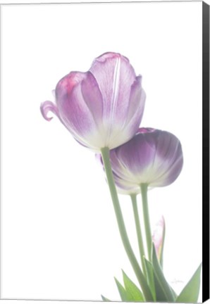 Framed Tulip Time III Print