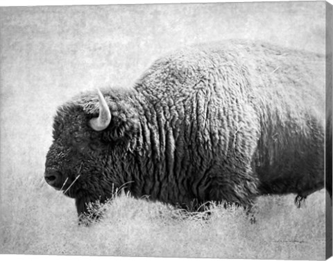 Framed Buffalo II BW Print