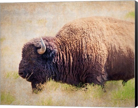 Framed Buffalo II Print