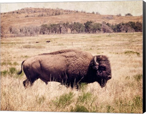 Framed Buffalo I Print