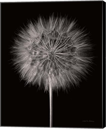 Framed Dandelion Fluff on Black Print