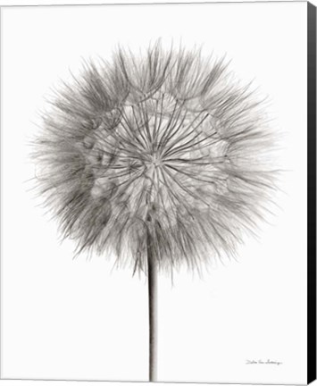 Framed Dandelion Fluff on White Print