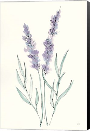 Framed Lavender III Print