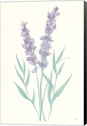 Framed Lavender I Print