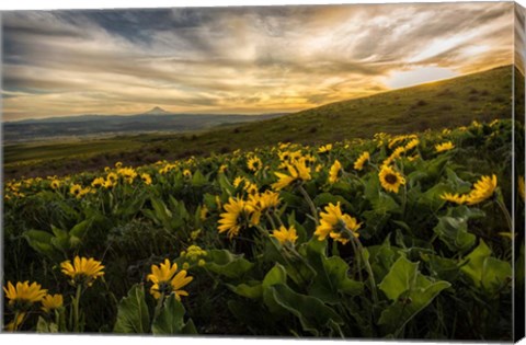 Framed Sunflower Field Print