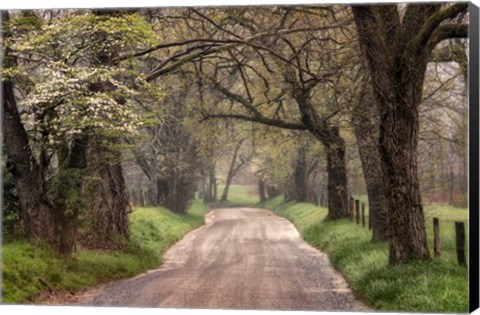 Framed Nature Trail Walks Print