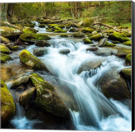 Framed Forest River Print