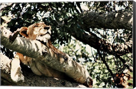 Framed Lion Tree Print