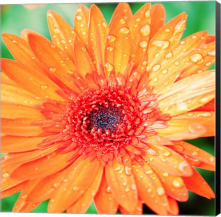 Framed Mixed Gerbera I Print