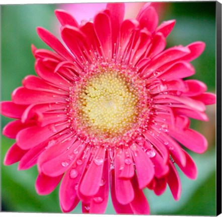 Framed Mixed Gerbera II Print