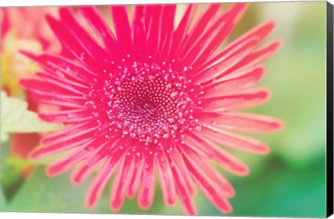 Framed Pink Gerbera Print