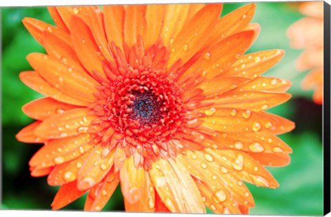 Framed Orange Gerbera Print