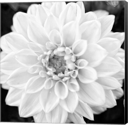 Framed Black &amp; White Gerbera I Print