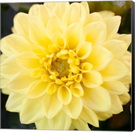 Framed Bright Yellow Gerbera Print