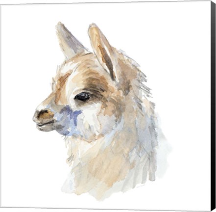 Framed Side Portrait Llama Print