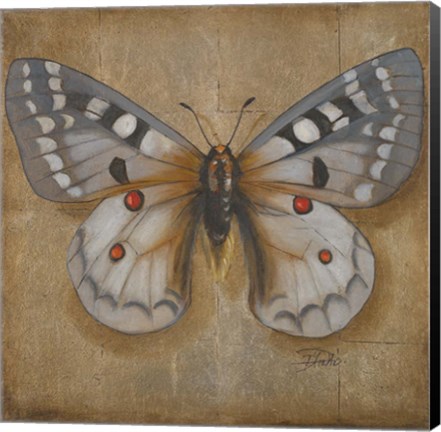 Framed Butterfly II Print