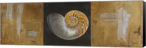 Framed Seashells II Print