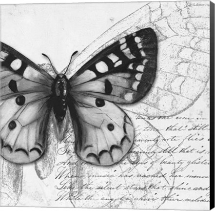 Framed Butterfly Studies I Print