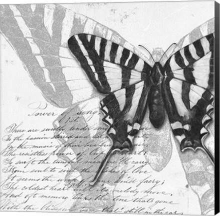 Framed Butterflies Studies II Print