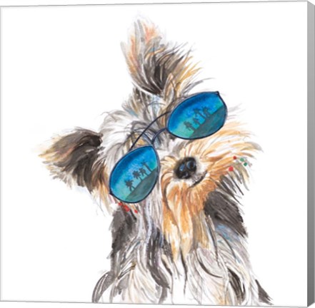 Framed Yorkie with Shades Print