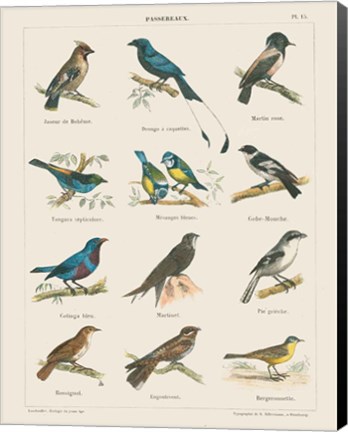 Framed Bird Chart II Print