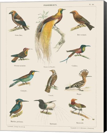 Framed Bird Chart I Print