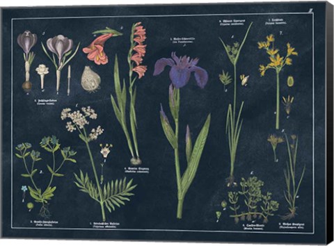 Framed Botanical Floral Chart II Dark Blue Print