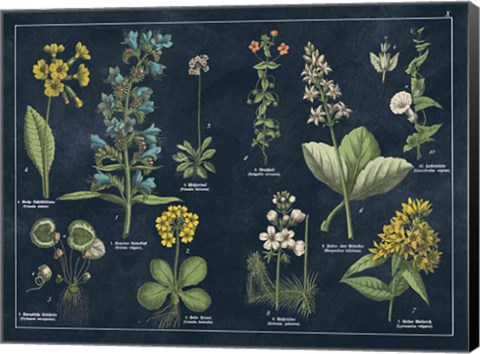 Framed Botanical Floral Chart I Dark Blue Print