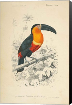 Framed Toucan du Para Print