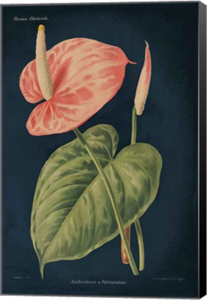 Framed Anthurium Ferrierense Dark Blue Print