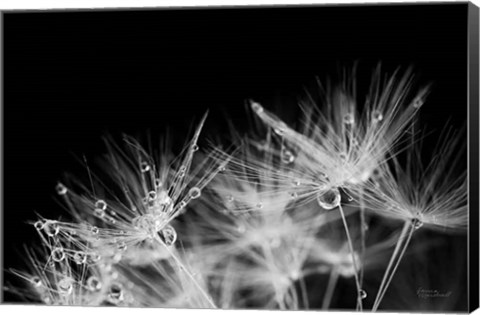 Framed Dandelion Dewdrops II Print