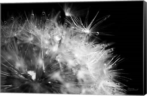 Framed Dandelion Dewdrops I Print